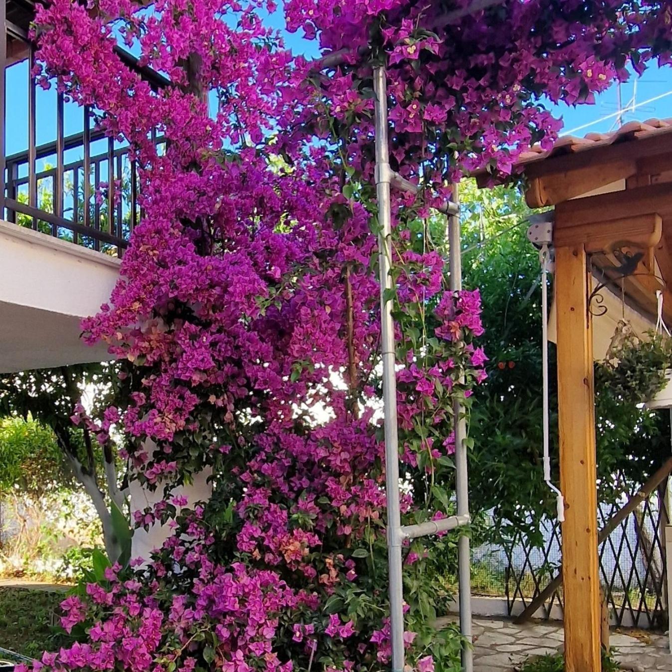 Ferienwohnung Nikolaos House Agios Nikolaos  Exterior foto